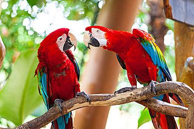 《怪物猎人：荒野》将于5月28日追加中文语音